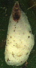 Pseudaulacaspis eugeniae