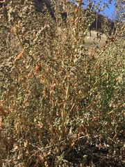 Chenopodium berlandieri