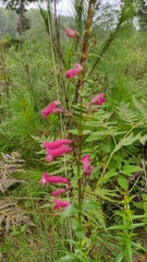 Penstemon roseus