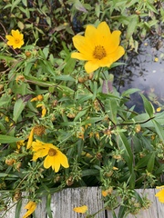 Bidens laevis