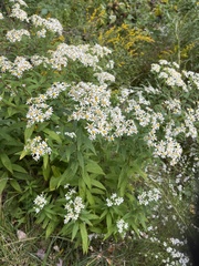 Doellingeria umbellata
