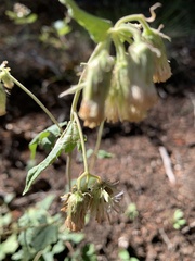 Brickellia grandiflora