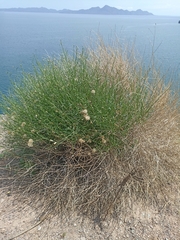 Bebbia juncea juncea