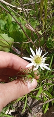 Anemone decapetala