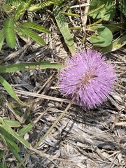 Mimosa strigillosa