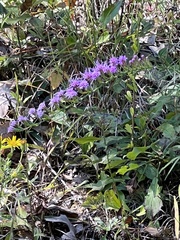 Liatris pilosa
