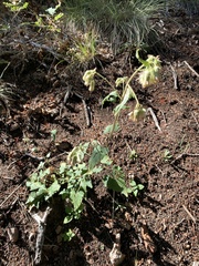 Brickellia grandiflora