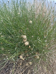 Bebbia juncea juncea