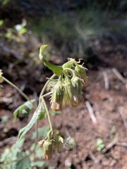 Brickellia grandiflora