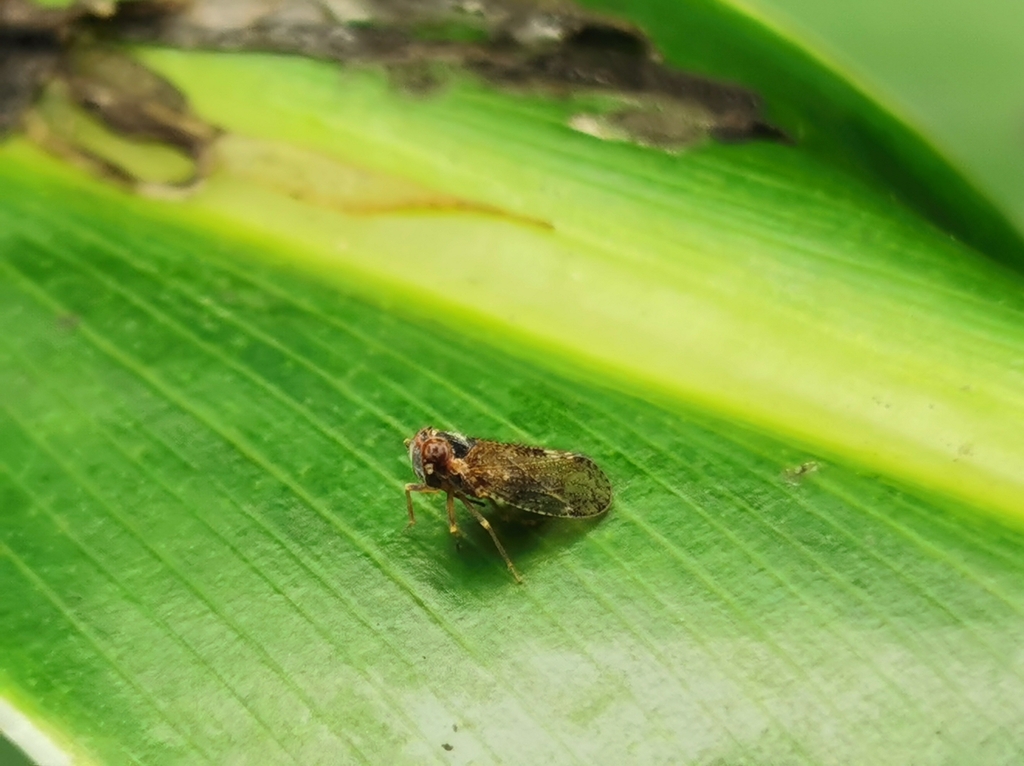 Tree lacehopper