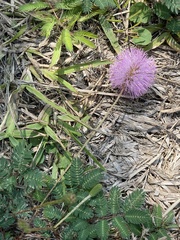 Mimosa strigillosa