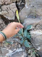 Oenothera brachycarpa