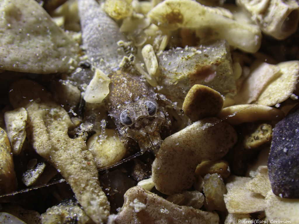Philocheras sculptus