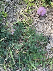 Mimosa strigillosa
