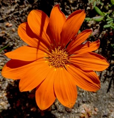 Gazania pectinata