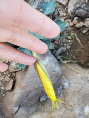Oenothera brachycarpa