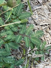 Mimosa strigillosa
