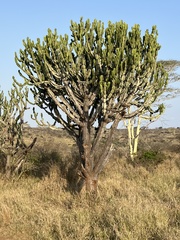 Euphorbia ingens