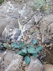 Oenothera brachycarpa