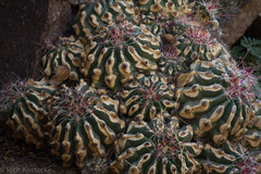 Hamatocactus hamatacanthus