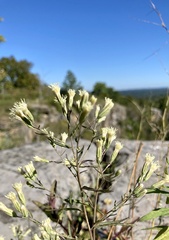 Brickellia eupatorioides