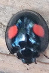 Chilocorus renipustulatus