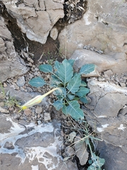 Oenothera brachycarpa