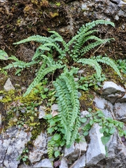 Asplenium viride