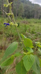 Salvia mexicana