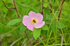 Parhelophilus obsoletus