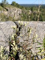 Brickellia eupatorioides