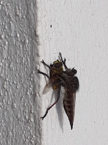 Promachus palmensis
