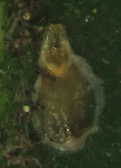 Pseudaulacaspis eugeniae