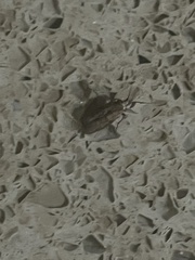 Plodia interpunctella