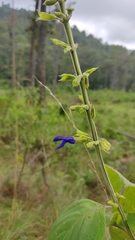 Salvia mexicana