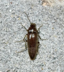 Synchroa punctata