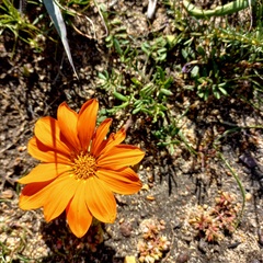 Gazania pectinata