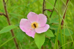 Parhelophilus obsoletus
