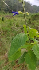Salvia mexicana