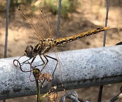 Sympetrum corruptum