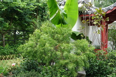 Aquilaria sinensis