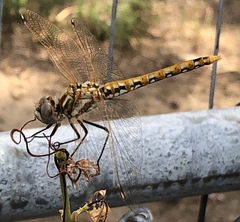 Sympetrum corruptum