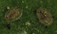 Pseudaulacaspis eugeniae