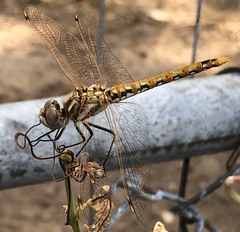 Sympetrum corruptum