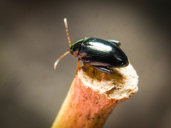 Psylliodes chrysocephala