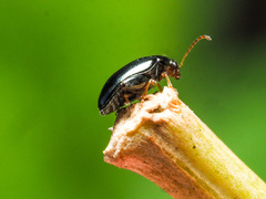 Psylliodes chrysocephala