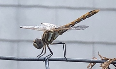 Sympetrum corruptum