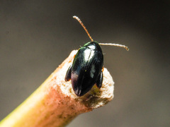 Psylliodes chrysocephala