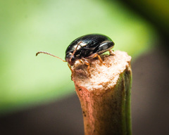 Psylliodes chrysocephala