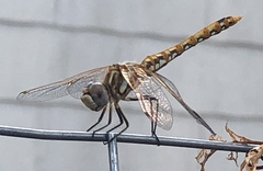 Sympetrum corruptum